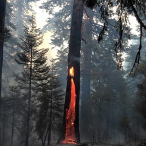 Surviving the Future: The Deeper Dive 2026 (via bank transfer)